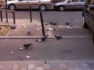 pigeon in paris